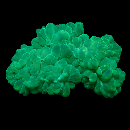Plerogyra turbida Green (Fox Coral) M (Length 10 cm)