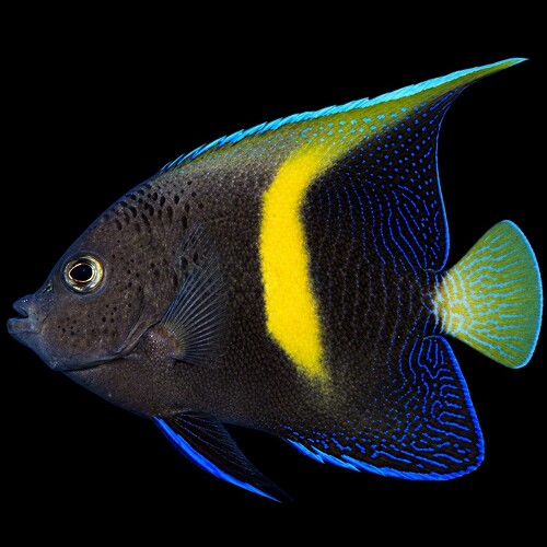 Pomacanthus maculosus (Yellowbar Angelfish) - Tank Bred S