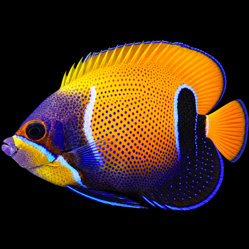 Pomacanthus navarchus (Majestic Angelfish) (Adult) XXL