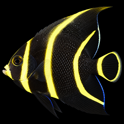 Pomacanthus paru (French Angelfish) L