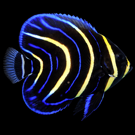 Pomacanthus zonipectus M/L - Tank Bred
