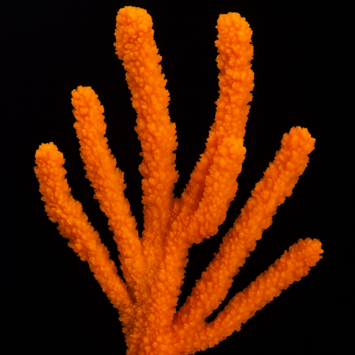 Pseudaxinella polycapella L (Ong. 20 cm)