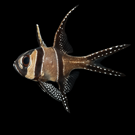 Pterapogon kauderni (Banggai kardinaalbaars) - S/M