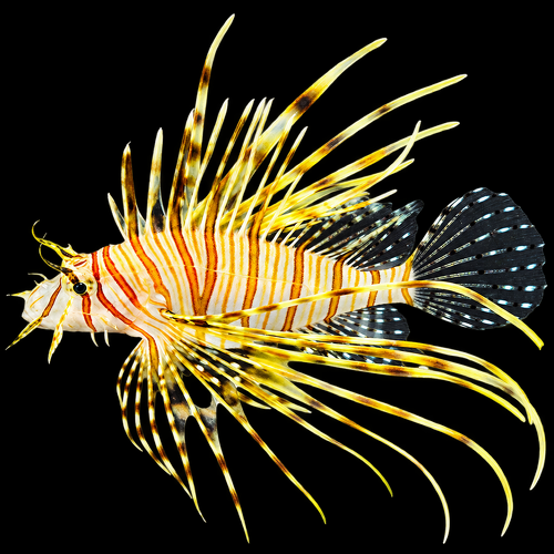 Pterois volitans L