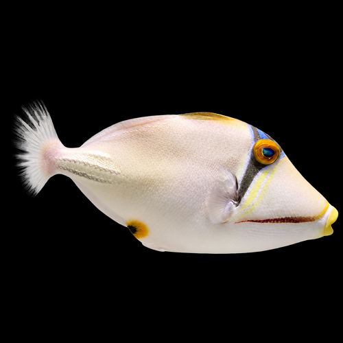 Rhinecanthus assasi (Picasso trekkervis) S