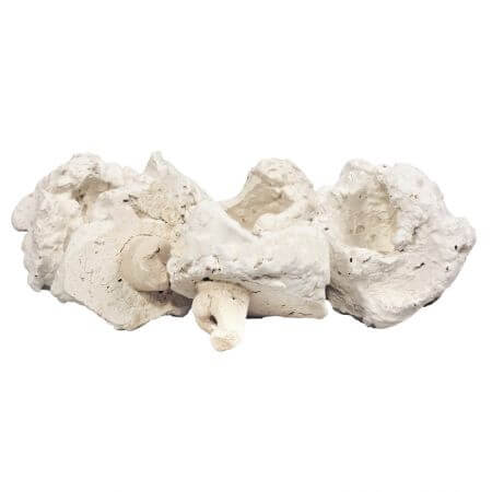 Reef ceramics Storage stone with pin - 5 cm - for cuttings of corals per piece