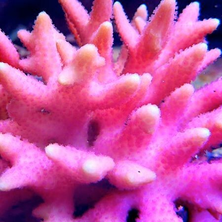 Seriatopora Caliendrum Roze XL (Approx. 11-12 cm)