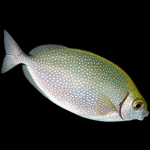 Siganus canaliculatus XL