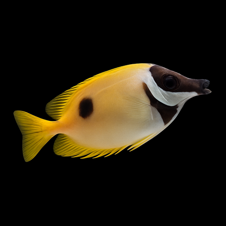 Siganus unimaculatus (Blotched Foxface) L