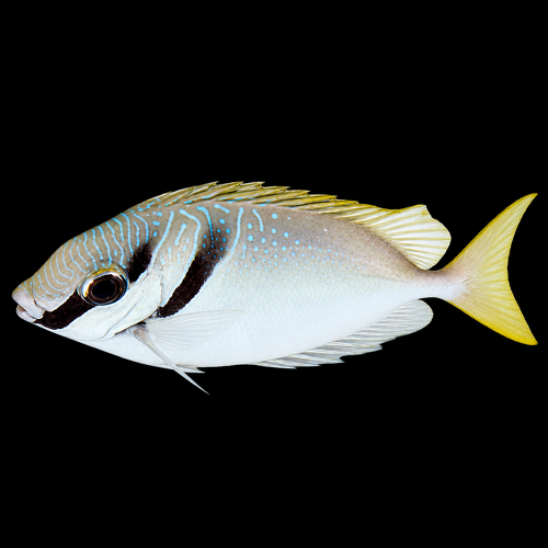 Siganus virgatus XL