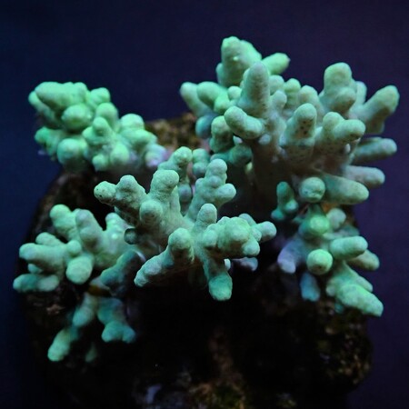 Sinularia spp. (Yellow-Green) L (Ong. 15 cm)
