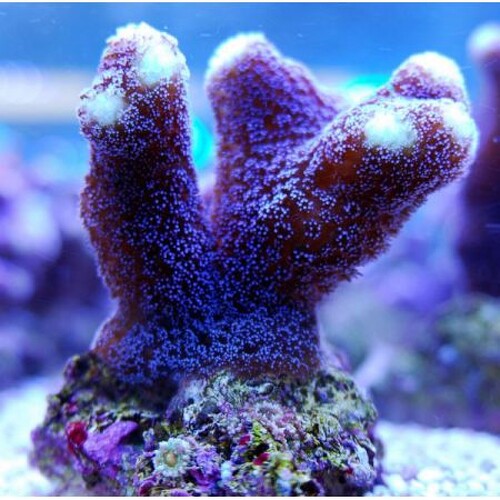 Purple Stylophora XL (Approx. 11-12 cm)