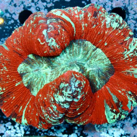 Trachyphyllia Red L (Ang. 7-8 cm)