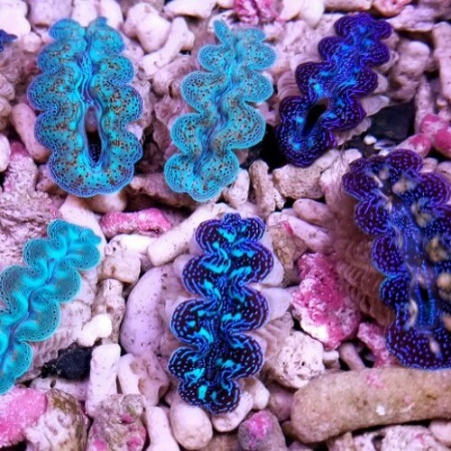Tridacna Crocea Ultra Grade (Approx. 7 cm)