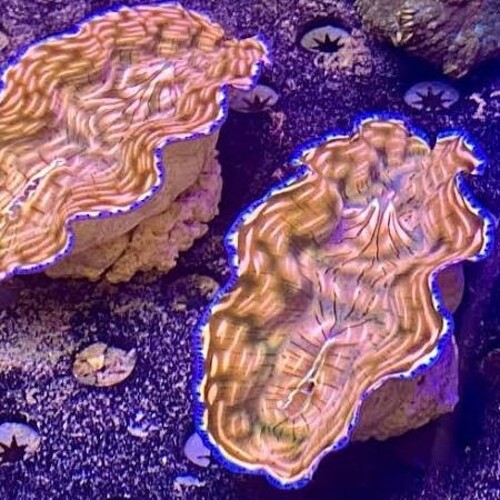 Tridacna Derasa (About 4 cm)