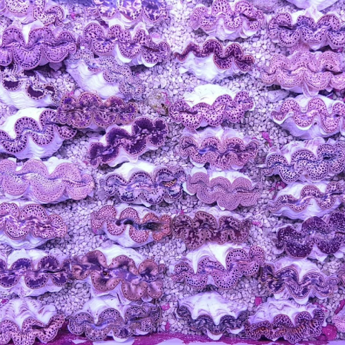 Tridacna Maxima - Gold  (4 cm)