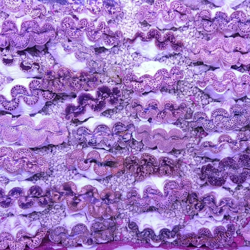 Tridacna Maxima - Gold (9 cm)