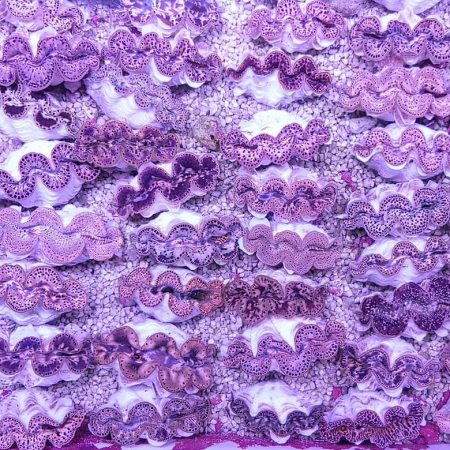 Tridacna Maxima - Gold  S (2-3 cm)