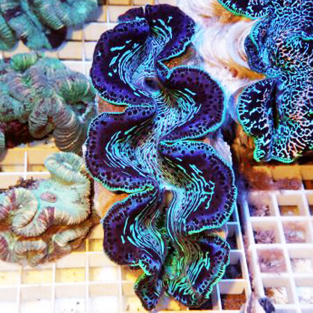 Tridacna Maxima - Ultra Blue S (Aprox. 2-3 cm)