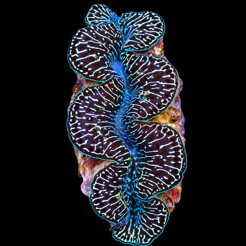 Tridacna maxima (Black Tiger) (Circa 14 cm)
