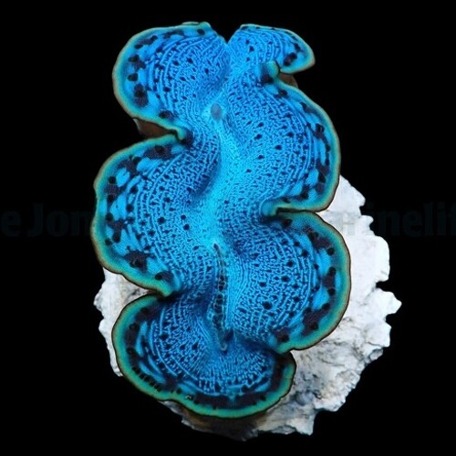 Tridacna maxima (Blue) (9cm)