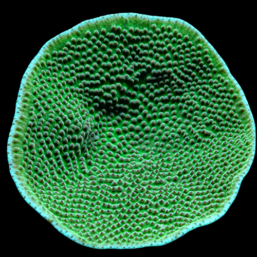 Turbinaria Mesenterina L (Ong. 8-9 cm)