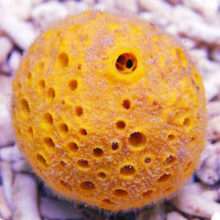 Yellow Bali Sponge L (Approx 10 - 12 cm)