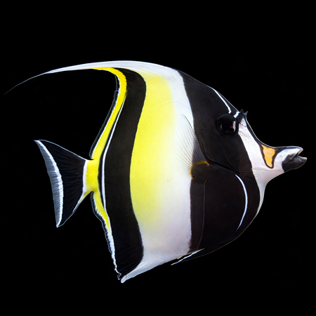 Zanclus cornutus (Moorish idol) M
