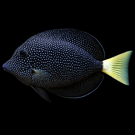 Zebrasoma gemmatum (Gem Tang) L