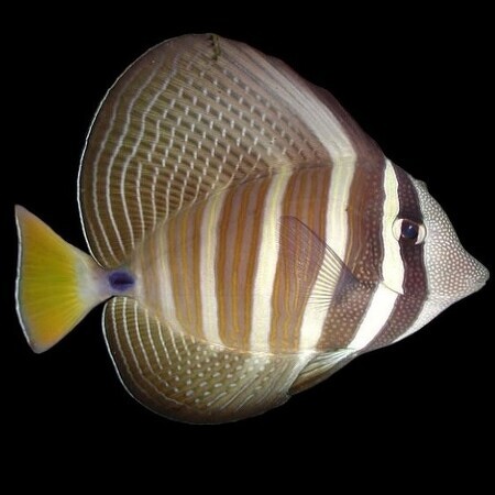 Zebrasoma veliferum (Zeilvindoktersvis) M