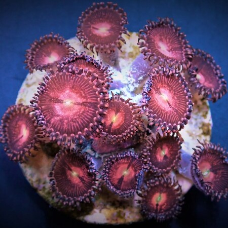 Zoanthus Alien explosion M (Approx. 20 polyps)
