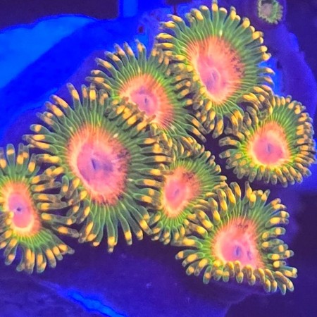 Zoanthus Awesome blossom L (10-11 polyps)