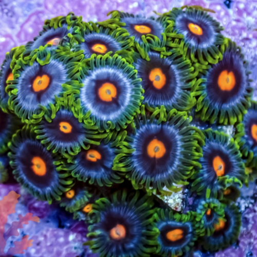 Zoanthus Blow Pop M (11-15 polyps)