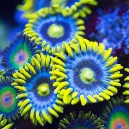 Zoanthus Blueberry Pie S (4-5 polyps)