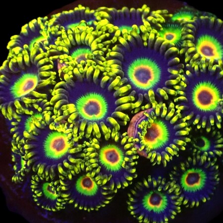 Zoanthus Buffalo Soldier L (8 - 9 polyps)