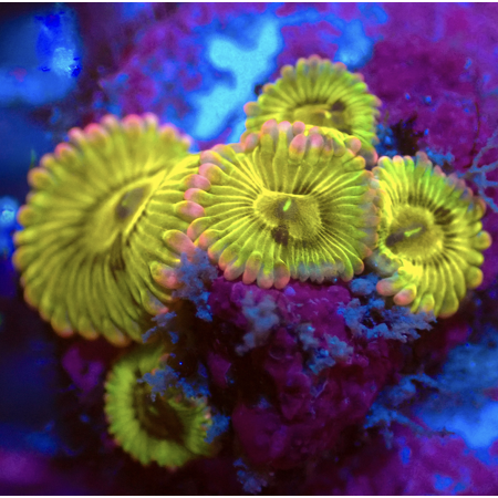 Zoanthus DC Chiquita S (5 - 6 polyps)