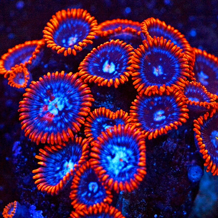 Zoanthus Fire & Ice L (8-9 polyps)
