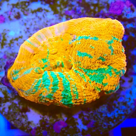 Acanthastrea Bowerbanki Bleeding Apple WYSIWYG (1761941486880)