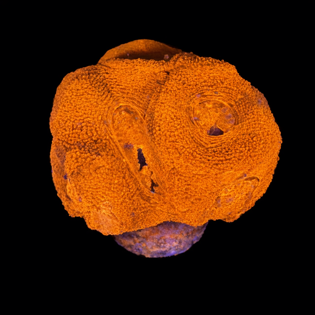 Acanthastrea Bowerbanki S (Ong. 4-5 cm) WYSIWYG (1790192781901)
