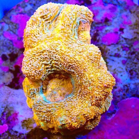 Acanthastrea Bowerbanki WYSIWYG (1761941351096)