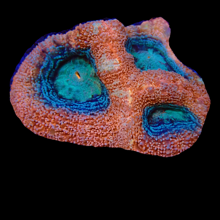 Acanthastrea Bowerbanki WYSIWYG (1770551795987)