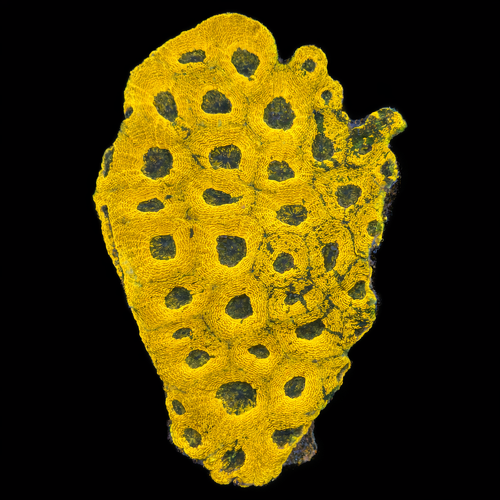 Acanthastrea Echinata L (Approx. 8-9 cm) WYSIWYG (1790874352967)