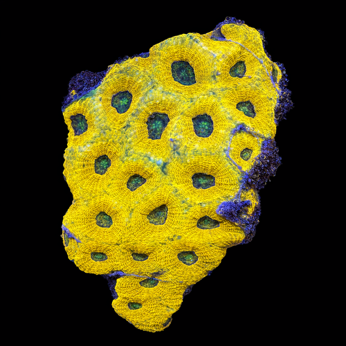 Acanthastrea Echinata L (Approx. 8-9 cm) WYSIWYG (1790874369203)
