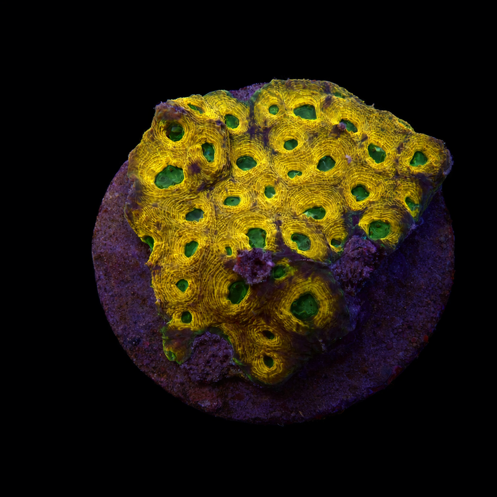Acanthastrea Echinata M (Ong. 6-7 cm) WYSIWYG (1779735247754)
