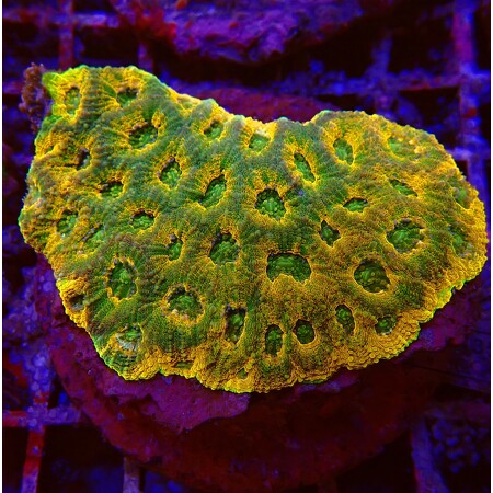 Acanthastrea Echinata Ultra WYSIWYG (1756490089189)