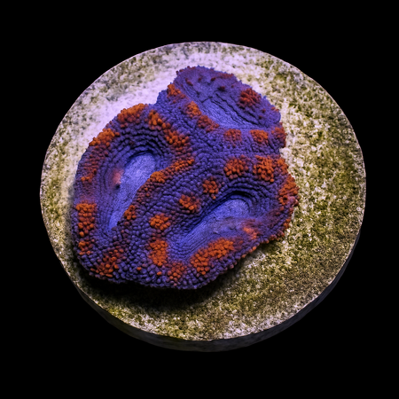 Acanthastrea lordhowensis DJM breeding Frag (Red)