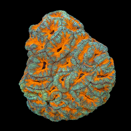 Acanthastrea Lordhowensis L (Ong. 8-9 cm) WYSIWYG (1784406272065)