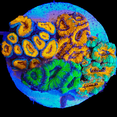 Acanthastrea Lordhowensis OS Garden WYSIWYG (1766181476039)