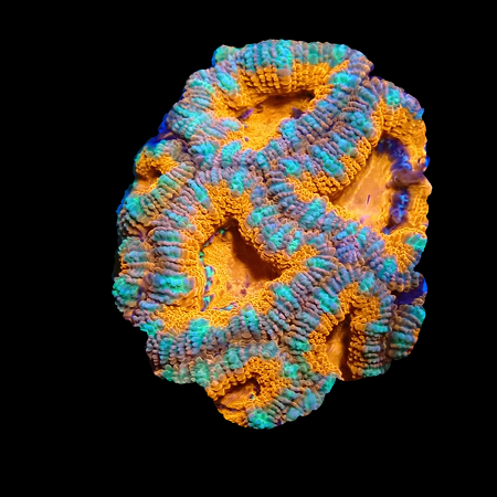 Acanthastrea Lordhowensis Premium WYSIWYG (1770550771622)