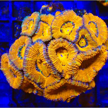 Acanthastrea Lordhowensis WYSIWYG (1768590025416)